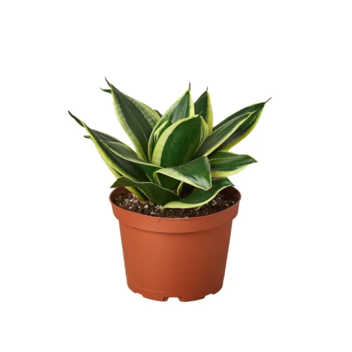 Snake Plant Black Gold -Green Garden Life Store 30f6efc6 8263 5c2e 91cd 986d527c23b8 a8579b23 e851 498f a1db dc0d3e63d966