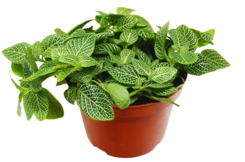 Fittonia ‘White Nerve Plant’ – 4″ Pot – NURSERY POT ONLY