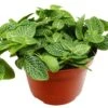 Fittonia ‘White Nerve Plant’ 2 Fittonia ‘White Nerve Plant’ -Green Garden Life Store 329a716e 60a2 5d98 9c41 4472c17f0c33 d1bdd9e1 0055 4dc5 bfe4 18b344d74479 scaled 1