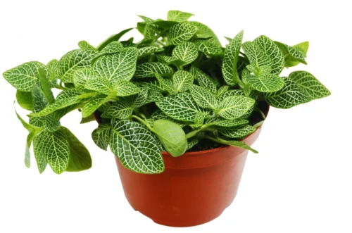 Fittonia ‘White Nerve Plant’