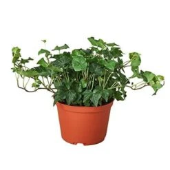 English Ivy Green California 16 English Ivy Green California -Green Garden Life Store 330737f4 3690 58ec ae4a 009a4dc88c38 5302d07b 7b6d 4bb9 85bc f5450094c0b1