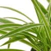 Spider Plant Reverse â 4âł Pot â NURSERY POT ONLY 1 Spider Plant Reverse â 4âł Pot â NURSERY POT ONLY -Green Garden Life Store 390d5d96 5820 5c65 bc62 bbd502fbe5ca 413a18fa 0008 4501 bfc7 51c9a245cef4