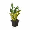 Croton ‘Gold Dust’ -Green Garden Life Store 3 CROTON GOLD DUST 1 removebg preview 1