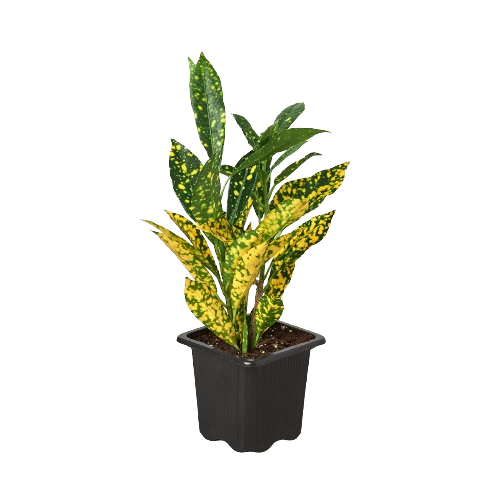 Croton ‘Gold Dust’ 3 Croton ‘Gold Dust’