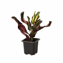 Croton ‘Mammy’ -Green Garden Life Store 3 Croton Mammy 1