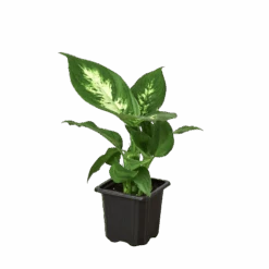 Dieffenbachia Camille -Green Garden Life Store 3 DIEFFENBACHIA CAMILLE 1 removebg preview 1