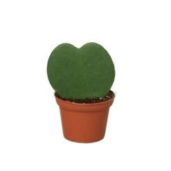 Hoya Sweetheart -Green Garden Life Store 3 HOYA HEART 1 2