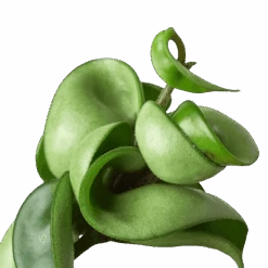 Hoya Rope Plant -Green Garden Life Store 3 HOYA ROPE 2