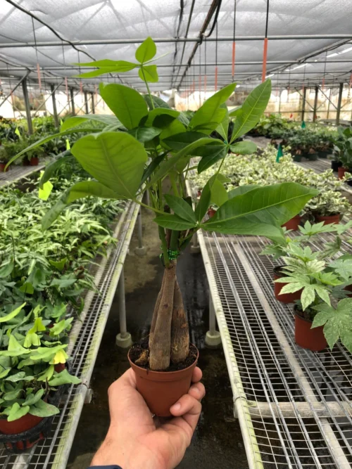 Money Tree ‘Guiana Chestnut’ Pachira Braid -Green Garden Life Store 3 PACHIRA BRAID TEMP scaled 1