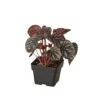 Peperomia ‘Ripple Red’ -Green Garden Life Store 3 PEPEROMIA RIPPLE RED 1