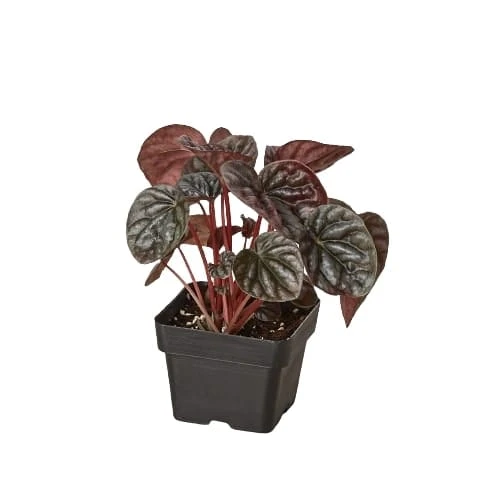 Peperomia ‘Ripple Red’ 3 Peperomia ‘Ripple Red’