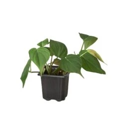 Philodendron ‘Velvet’ -Green Garden Life Store 3 PHILODENDRON VELVET 1