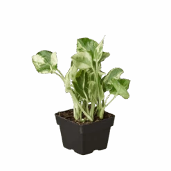 Pothos ‘N’joy’ -Green Garden Life Store 3 POTHOS NJOY 1 removebg preview