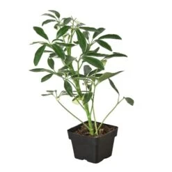Schefflera Moonlight ‘Umbrella Plant’ -Green Garden Life Store 3 SCHEFFLARA MOONDROP 1