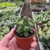Delosperma Echinatum ‘Pickle Plant’