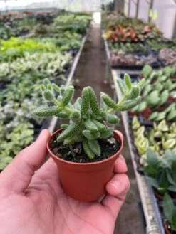 Delosperma Echinatum ‘Pickle Plant’