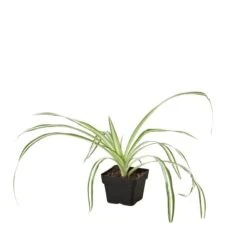 Spider Plant Reverse -Green Garden Life Store 3 Spider Reverse 1