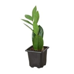 Zamioculcas Zamiifolia ZZ -Green Garden Life Store 3 ZAMIOCULCAS ZAMIIFOLIA 1