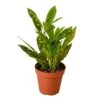 Croton ‘Gold Dust’ – 4″ Pot – NURSERY POT ONLY -Green Garden Life Store 3a7cba80 f0e5 5eb0 b0ac 51a1d33b3d11 4d8798b6 1a19 40f8 9406 f56396f96502