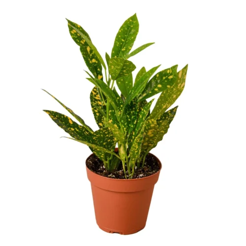 Croton ‘Gold Dust’ – 4″ Pot – NURSERY POT ONLY