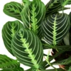 Maranta ‘Lemon Lime’ – 4″ Pot – NURSERY POT ONLY -Green Garden Life Store 3e50f201 8939 5be5 a51c 61fa99285b31 1294c524 3c4f 47f0 9faf d84450dbd853