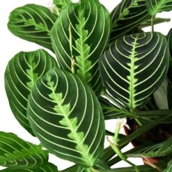 Maranta ‘Lemon Lime’ – 6″ Pot – NURSERY POT ONLY -Green Garden Life Store 3e50f201 8939 5be5 a51c 61fa99285b31 bc97ed6e ee97 4b88 88aa 95c6984ac58e