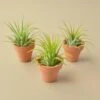 3 Ionantha Air Plants With Mini Terra Cotta Pots 2 3 Ionantha Air Plants With Mini Terra Cotta Pots -Green Garden Life Store 3pk Ionantha Pot 6