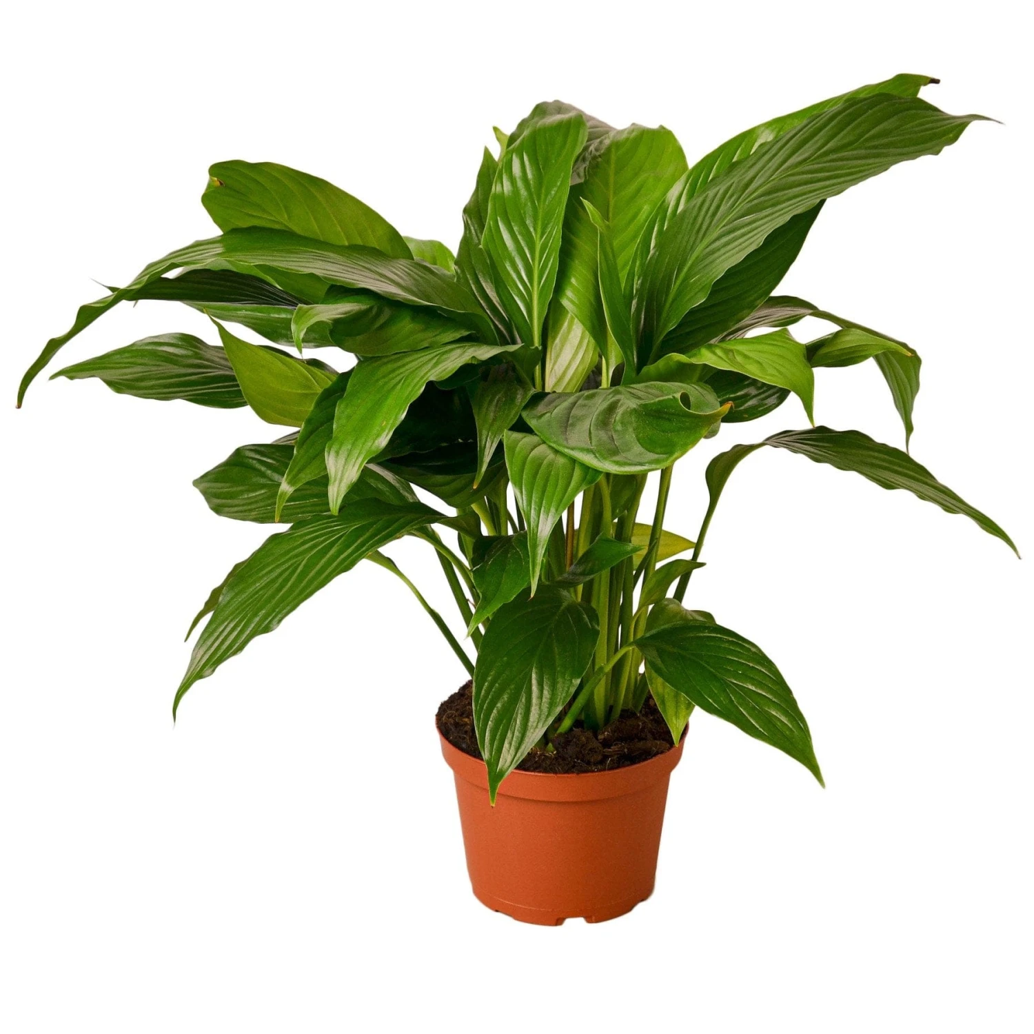 Spathiphyllum ‘Peace Lily’ 4 Spathiphyllum ‘Peace Lily’ - Image 2