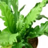 Bird’s Nest ‘Victoria’ Fern – 4″ Pot -Green Garden Life Store 411e540e 7206 521a 990b d4f094fc163f