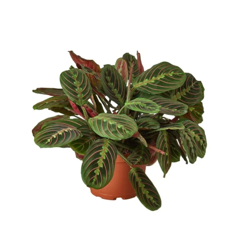 Maranta Red Prayer -Green Garden Life Store 46d13b6e 2f54 5fbf 9bf3 245dfbb4529c 3c4ce038 7c14 4d52 9f2b 7a5da1a1fed7