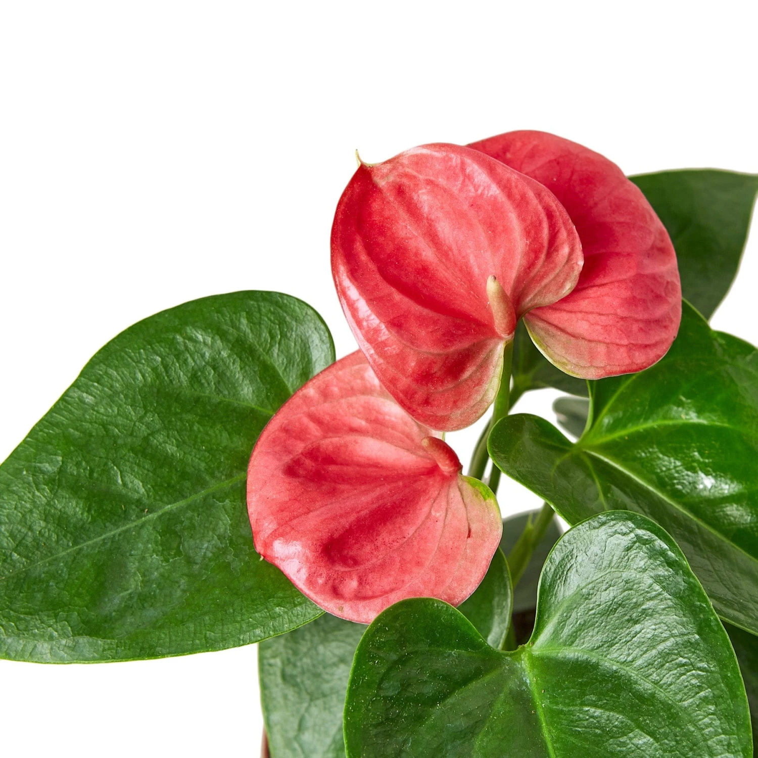 Anthurium ‘Pink’ 4 Anthurium ‘Pink’ - Image 2
