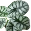 Alocasia ‘Silver Dragon’ -Green Garden Life Store 4 ALOCASIA SILVER DRAGON 2