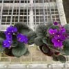 African Violet 2 African Violet -Green Garden Life Store 4 AfricanVioletassortedpurple Temp scaled 1