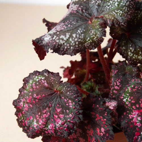 Begonia ‘Rex’ – 4 Pack Variety -Green Garden Life Store 4 BEGONIA REX 2 2