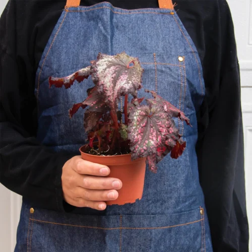 Begonia ‘Rex’ – 4 Pack Variety -Green Garden Life Store 4 BEGONIA REX 3 2 92d62d21 2229 4f2d 9650 1e46e64e6761