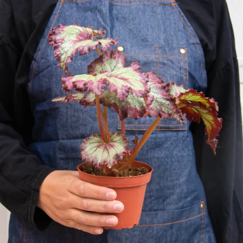 Begonia ‘Rex’ – 4 Pack Variety -Green Garden Life Store 4 BEGONIA REX 3 3 a53d97a9 8fb4 460d 8ce7 9998bacd767a