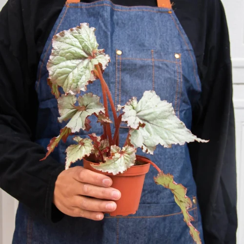 Begonia ‘Rex’ – 4 Pack Variety -Green Garden Life Store 4 BEGONIA REX 3 4 3f607397 3121 4bff 96a5 c08867ca50fc