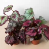 Begonia ‘Rex’ – 4 Pack Variety -Green Garden Life Store 4 BEGONIA REX 4PK 620fcd8f 4c45 4918 803d a13a5b8472b7