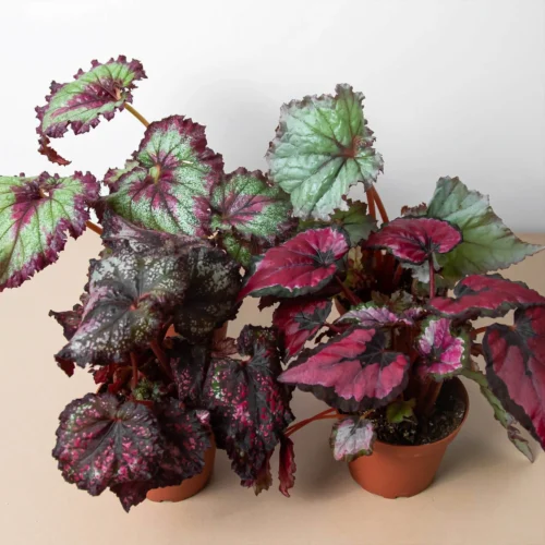 Begonia ‘Rex’ – 4 Pack Variety