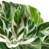Calathea ‘White Fusion’ – 4″ Pot – NURSERY POT ONLY -Green Garden Life Store 4 CALATHEA WHITE.FUSION 2 04d9b79f a846 4c92 acd2 6a6e7ea4e579