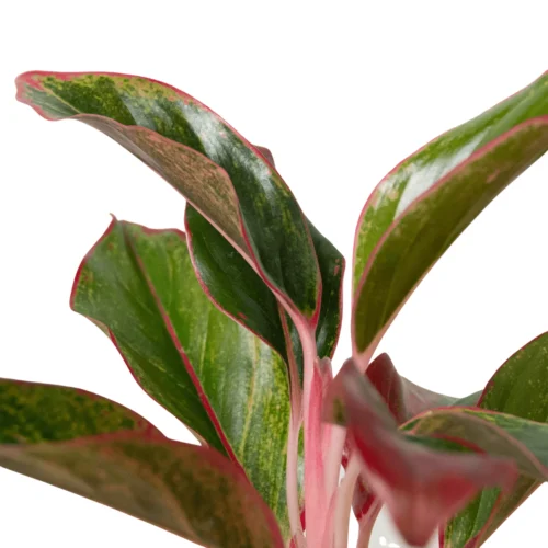 Chinese Evergreen ‘Red Siam’