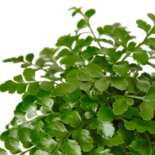 Austral Gem Fern – 6″ Pot – NURSERY POT ONLY