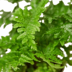 ‘Autumn’ Fern 9 ‘Autumn’ Fern -Green Garden Life Store 4 FERN AUTUMN 4