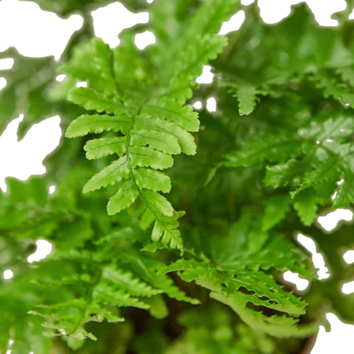 ‘Autumn’ Fern -Green Garden Life Store 4 FERN AUTUMN 4