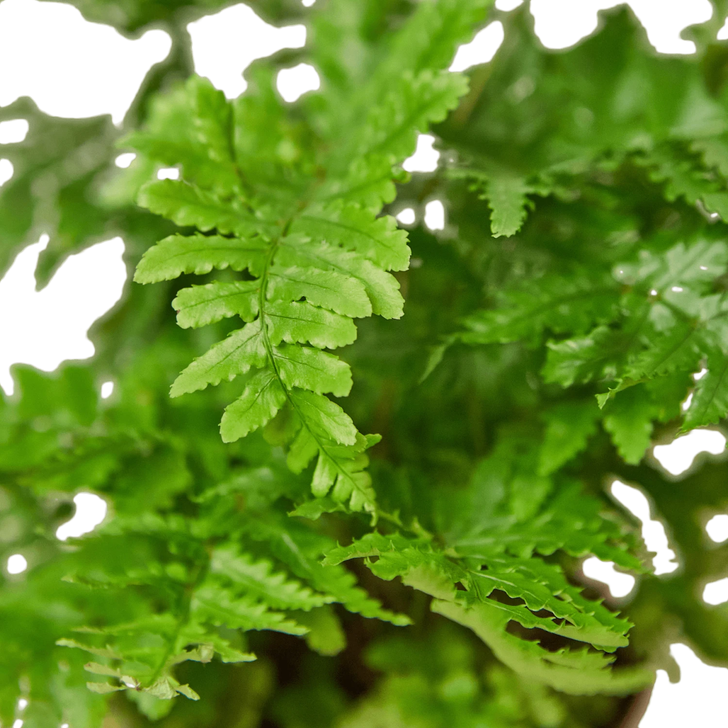 ‘Autumn’ Fern 6 ‘Autumn’ Fern - Image 4