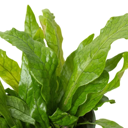 Fern ‘Crocodile’