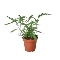 Fern ‘Kangaroo Paw’ -Green Garden Life Store 4 FERN KANGAROO PAW 1