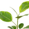 Ficus Altissima ‘Yellow Gem’ -Green Garden Life Store 4 FICUS YELLOW.GEM 2 8c287f41 98ed 40b6 8b65 c632729ddf74