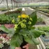 Kalanchoe ‘Yellow’