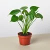 Monstera Bundle 2 Monstera Bundle -Green Garden Life Store 4 MONSTERA DELICIOSA 1 df4d4ab7 5fe8 4882 8158 85dd9d015de6